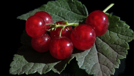 نکات طلایی برای نگهداری قره‌قات: چگونه این میوه را به مدت طولانی نگه داریمقره‌قات یا قره قاط چیست؟نگهداری قره‌قات در یخچالنگهداری قره‌قات در فریزرنگهداری قره‌قات به‌صورت خشکنکات کلی در نگهداری قره‌قات سوالات متداول درباره قره‌قات یا قره قاطنتیجه‌گیری