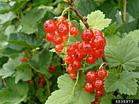 چگونه قره&zwnj;قات را برای مدت طولانی نگهداری کنیم , توصیه&zwnj;های نگهداری قره&zwnj;قات برای مصرف خانگی