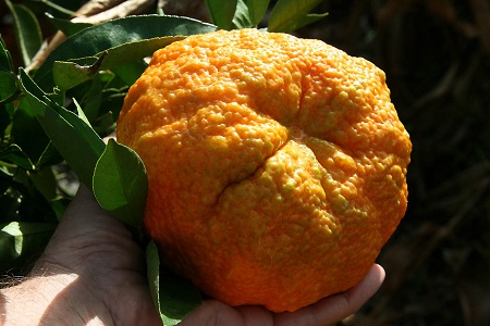  فواید میوه اوگلی, خواص میوه اوگلی, کاهش وزن با نارنگی جامائیکایی