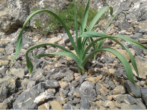 
			
		خواص گیاه تره کوهی
		