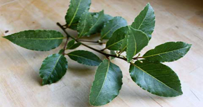 
			
		آشنایی با خواص برگ بو و روغن آن
		