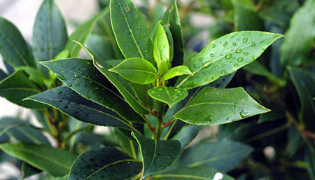 خواص روغن لاورل,خواص و مزایای روغن برگ بو