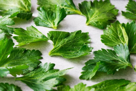 خواص برگ کرفس خشک خشک کردن برگ کرفس, طرز خشک کردن برگ کرفس