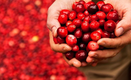 خواص کرن بری, نحوه مصرف کرن بری