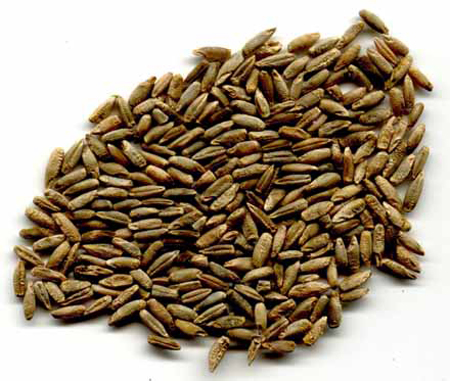 خاصیت چاودار،خواص چاودار خواص گندم سیاه,آشنایی با گندم سیاه