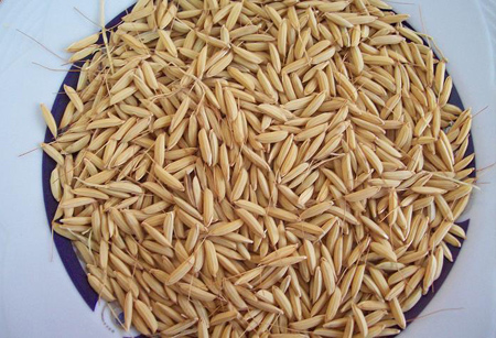 خواص شلتوک,خاصیت شلتوک