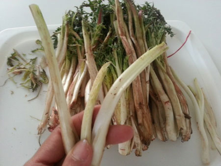تکنیک های پاک کردن کنگر،آموزش پاک کردن کنگر تمیزکردن کنگر, آموزش تمیزکردن کنگر