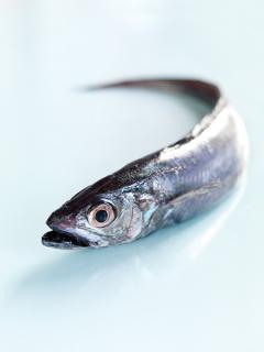 
			
		خواص ماهی هوکی، ماهی از اعماق دریاهای نیوزلند
		خواص و مضرات ماهی هوکی