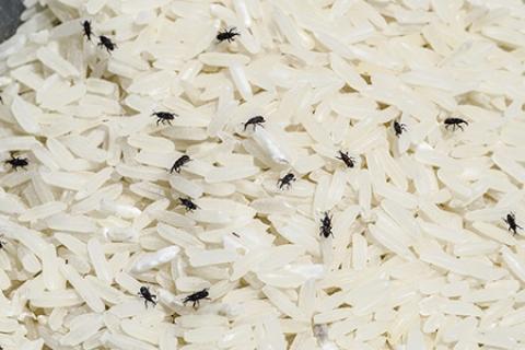 
			
		روش های از بین بردن حشرات برنج و حبوبات و غلات
		از بین بردن حشرات برنج