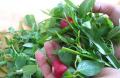 
			
		روش هایی برای تازه نگه داشتن سبزی خوردن برای یک هفته
		