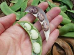 لوبیا لیما چیست و چه خواصی دارد ؟لوبیا لیما چیست ؟لوبیا لیما در برابر لوبیا کره ای :فواید سلامتی لوبیا لیما :اطلاعات تغذیه ای لوبیا لیما :ارزش غذایی در هر وعده :نحوه خرید لوبیا لیما :نحوه استفاده از لوبیا لیما :خطرات مصرف لوبیا لیما :سخن پایانی :