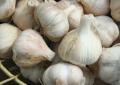 
			
		خواص و فواید درمانی و عوارض و خطرات سیر
		