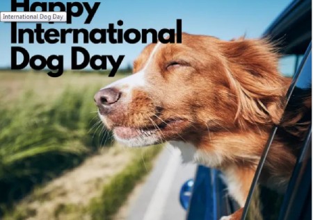 روز جهانی سگ ها,روز جهانی سگ ها چه روزی است,روز جهانی سگ‏‌ها را چطور جشن بگیریم