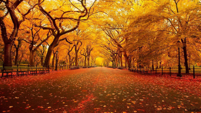
			
		شعر زیبای شد خزان اثر رهی معیری
		
