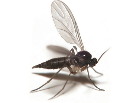 حشره ریز سیاه,انواع حشرات خانگی