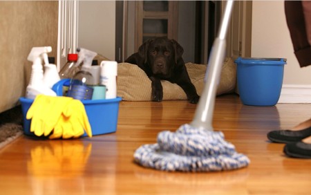 نکات مهم درمورد نظافت خانه با حیوان خانگی,ترفندهای نظافت منزل با حیوانات خانگی,نکات نظافت منزل برای افرادی که سگ یا گربه دارند