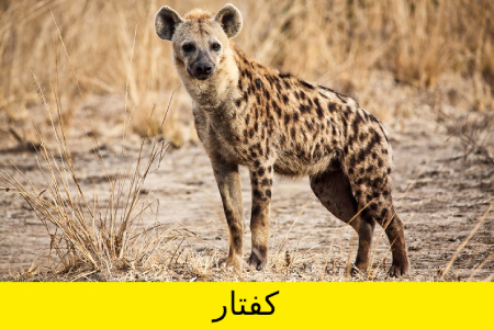 معما و تست هوش, معما تصویری