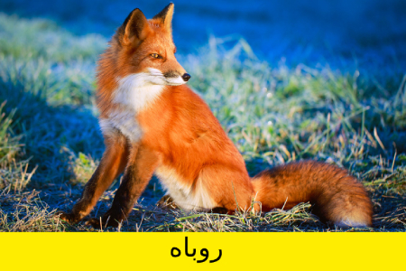 معما و تست هوش, معما تصویری