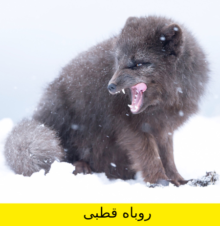 معما و تست هوش, معما تصویری