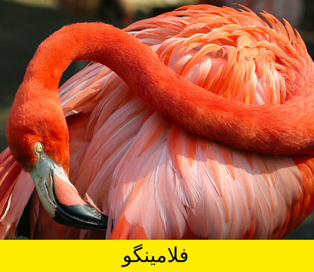 معما و تست هوش, معما تصویری