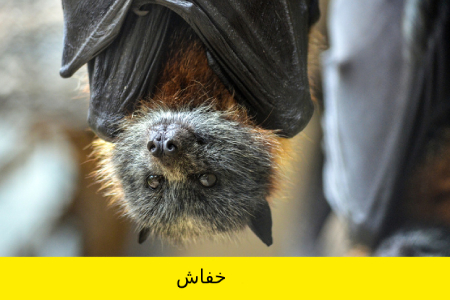 معما و تست هوش, معما تصویری