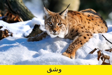 معما و تست هوش, معما تصویری