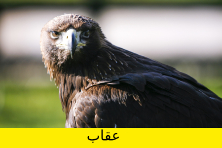معما و تست هوش, معما تصویری