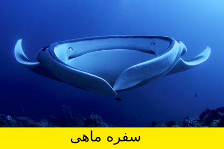 معما و تست هوش, معما تصویری