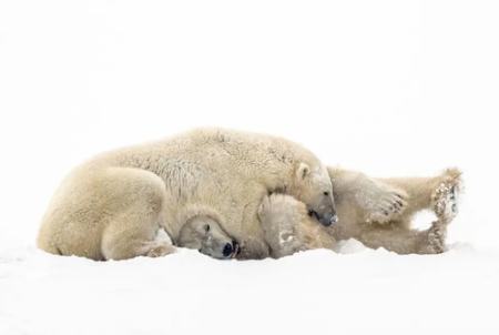 عکسهای جالب,عکسهای جذاب,خرس های قطبی  