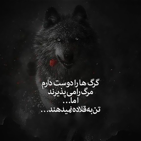 عکس نوشته های پروفایلی با تصاویر گرگ عکس نوشته درباره گرگ,عکس نوشته های انگیزشی درباره گرگ,عکس نوشته های پروفایلی با تصاویر گرگ
