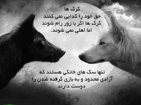 عکس نوشته گرگ برای پروفایل عکس نوشته درباره گرگ,عکس نوشته های انگیزشی درباره گرگ,عکس نوشته گرگ برای پروفایل