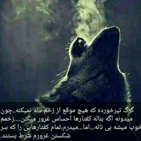 عکس نوشته گرگ عکس نوشته درباره گرگ,عکس نوشته های انگیزشی درباره گرگ,عکس نوشته گرگ