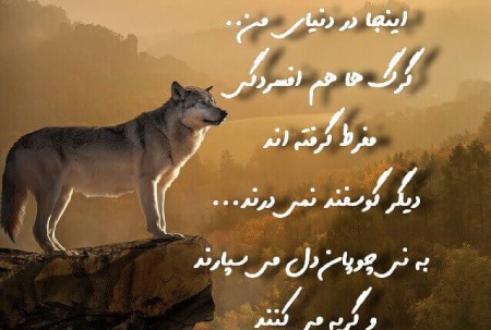 عکس پروفایل گرگ با نوشته های انگیزشی عکس نوشته درباره گرگ,عکس نوشته های انگیزشی درباره گرگ,عکس پروفایل گرگ با نوشته های انگیزشی