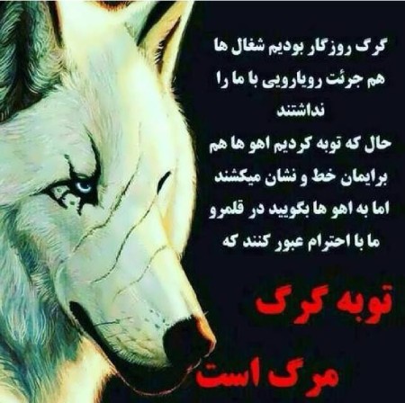 عکس پروفایل گرگ با نوشته,عکس نوشته گرگ برای پروفایل عکس نوشته درباره گرگ,عکس نوشته های انگیزشی درباره گرگ,عکس پروفایل گرگ با نوشته,عکس نوشته گرگ برای پروفایل