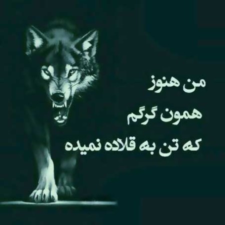 عکس پروفایل گرگ با نوشته عکس نوشته درباره گرگ,عکس نوشته های انگیزشی درباره گرگ,عکس پروفایل گرگ با نوشته