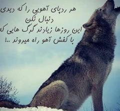 
			
		عکس نوشته های انگیزشی درباره گرگ
		عکس نوشته هایی درباره گرگ