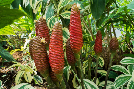زرنباد برای بهبود عملکرد دستگاه گوارش مفید است گیاه زرنباد چیست, زرنباد برای معده