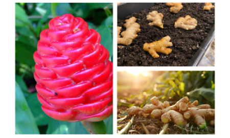 از پودر زرنباد میتوان به عنوان ادویه در غذاها استفاده کرد گیاه زرنباد چیست, زرنباد برای معده
