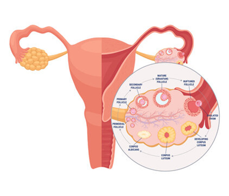 جسم زرد, دوره فعالیت جسم زرد در تخمدان چیست, متفورمین و جسم زرد و بارداری