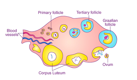 نارسایی جسم زرد, جسم زرد در تخمدان چه هورمونهایی را تولید می کند