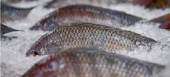 ماهی هایی که سلامت شما را تهدید می کننداهمیت اسیدهای چرب امگا 3 در ماهیعواملی که هنگام انتخاب ماهی برای سلامتی مطلوب باید در نظر گرفتماهی هایی که برای سلامتی مطلوب هرگز نباید بخوریدماهی هایی که باید برای سلامتی بهینه مصرف شوداهمیت انتخاب ماهیان صید وحشی نسبت به ماهیان پرورشیسوالات متداول ماهی هایی که نباید بخوریدنتیجه گیری