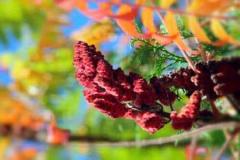 
			
		گیاه کارمین: همه‌چیز درباره خواص و کاربردهای این گیاه دارویی شگفت‌انگیز!
		گیاه کارمین: خواص، موارد استفاده و موارد منع مصرف