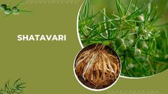 گیاه شاتاوری درمانی معجزه‌آسا در طب سنتیفواید سلامتی شاتاوری اثرات جانبی شاتاوری نحوه استفاده از شاتاوری دوز مناسب شاتاوری سوالات متداول درباره شاتاوری