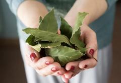 
			
		فواید شگفت انگیز برگ بو برای پوست و مو
		فواید برگ بو برای زیبایی پوست و مو