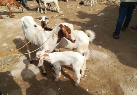 حیوانات حلال گوشت کدامند شرایط ذبح حیوانات