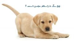 علت نجس بودن سگ در اسلام چیست ؟چرا سگ در اسلام نجس است ؟ریشه نجاست سگ :سگ در فقه شیعه :دلایل نجس بودن سگ چیست ؟چرا در دین اسلام سگ حیوان نجسی است؟