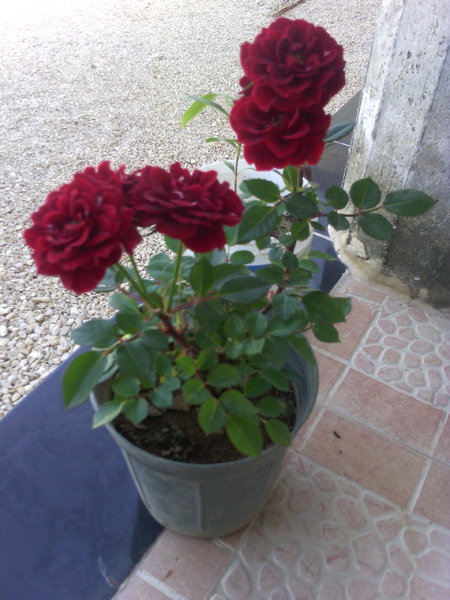 نکاتی برای نگهداری از گل و گیاهان آپارتمانی,علت زرد شدن برگ پتوس