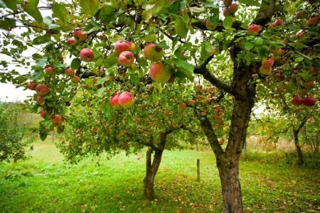 
			
		روش های کاشت و پرورش درخت سیب 
		کاشت و پرورش درخت سیب 