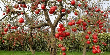 کاشت درخت سیب,کاشت و نگهداری درخت سیب,درخت و میوه سیب