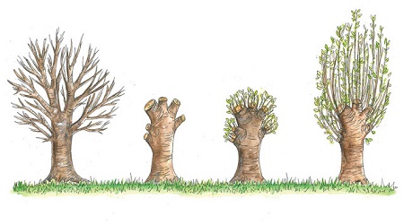هرس پلارد یک درخت بالغ, بهترین درختان برای هرس پلارد, پولاردینگ روشی برای هرس